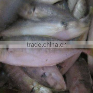 Frozen Yellowtail Scad