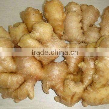 2013 Dry Ginger for Export to World Market