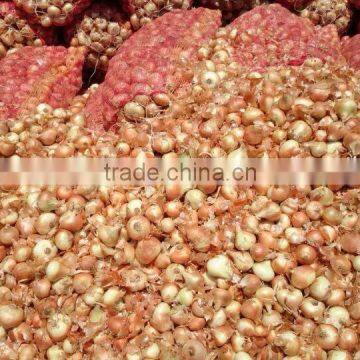 mesh bags of egyptian onions with affordable price