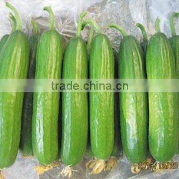 High disease to resistance Hybrid fruit cucumber seeds for growing-Aimee