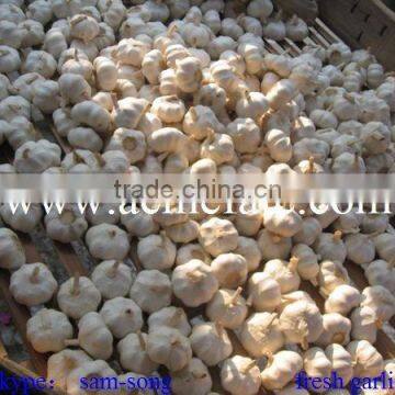 Low china fresh garlic price hotsell