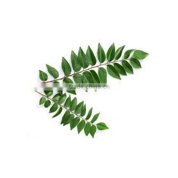 FRESH CURRY LEAVES