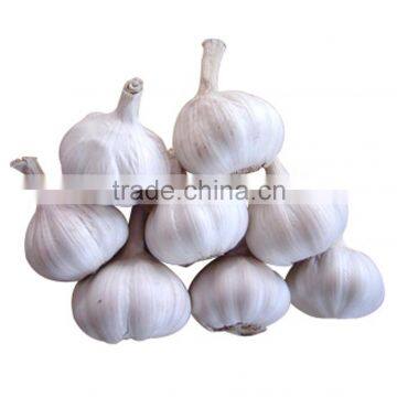 2013 New crop fresh normal white garlic for sale