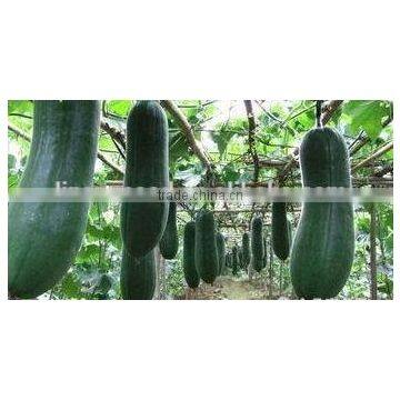 Black Gourd Big Vegetable Seeds High Quality Seeds photo-2
