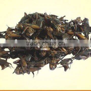 canned cricket reptiles food
