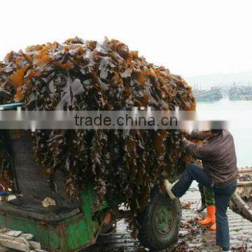 Seaweed Fodder Product Natural Dried Seaweed Flour Kelp Meal Feed Grade photo-3