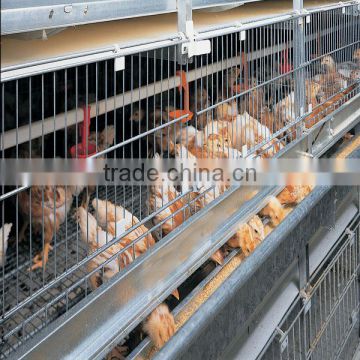 A type chicken cage system for sale