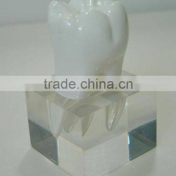 Clear polyresin tooth shape dentist business gift