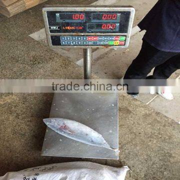 High quality frozen whole round fish bonito