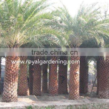 Phoenix sylvestris(Silver Date Palm)