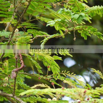 Shikakai Oil photo-4