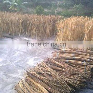 Raw Rattan Cane, Rattan, Cane, Rattan Meterial, Raw Material, Rattah Raw Mateiral, Rattan Cane, rattan pole, pole, raw