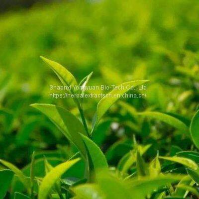 Green tea extract Tea Polyphenols 98%, Water soluble natural green tea Extract, EGGC, Camellia sinensis leaf Extract