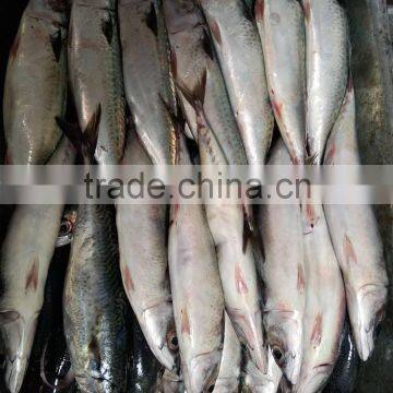 400-600G Frozen Pacific Mackerel Scomber Japonicus