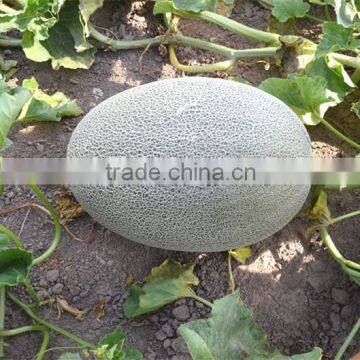 RS No.2 High resistance and yield hybrid f1 melon seeds