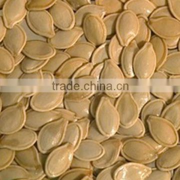 Hybrid yellow pumpkin seeds