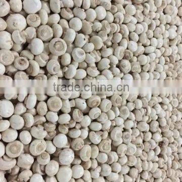 wholesale frozen champignon mushroom