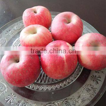 Fresh high Quality Fuji Apples for Sale Grade A fuji apple for Indian market