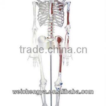 85cm Skeleton with Painted Muscles on Pelvic Mounted Base