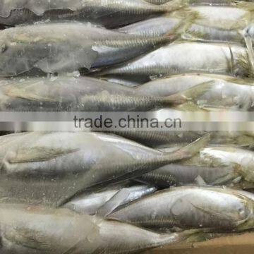 2016 Newly Arrived Frozen Horse Mackerel 18 cm up