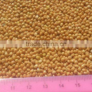 High purity millet from Ukraine