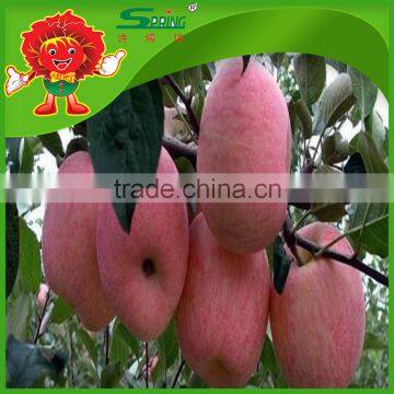 Chinese apple exporter fruit apple