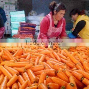 Fresh Carrot photo-3
