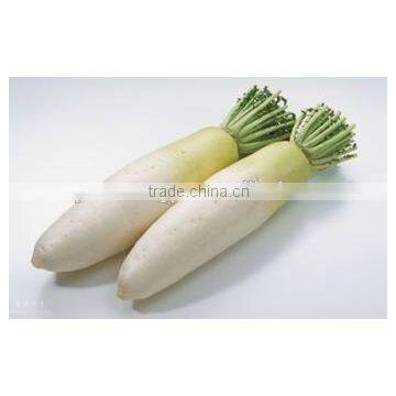 Radish photo-2