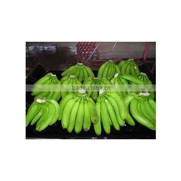 CAVENDISH BANANA GREEN BANANA MANUFACTURER BANANA EXPORTER BANANA SUPPLIER BANANA TURKEY BANANA MERSIN