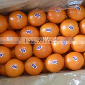 Fresh Navel Orange Citrus Fruits 15kg Box photo-3