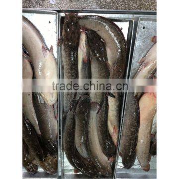 Best quality bulk catfish fillets on sale