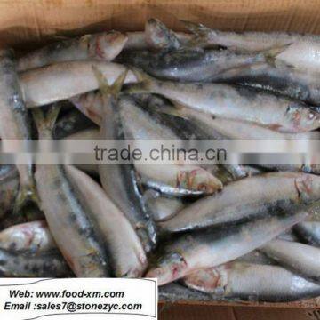 frozen fresh sardines on sale