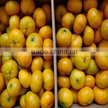 Sweet Nanfeng Orange