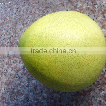 Fresh Pomelo Fruit