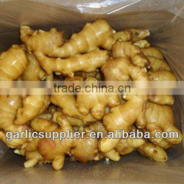 Lord Ginger 250g up crop 2012