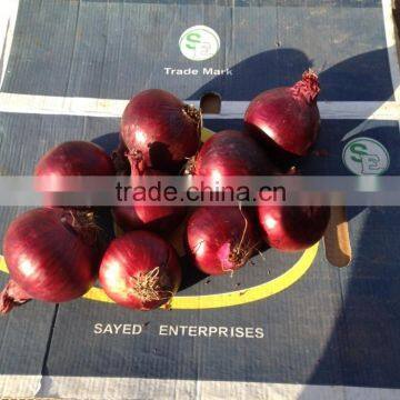 FRESH Red Onion photo-4