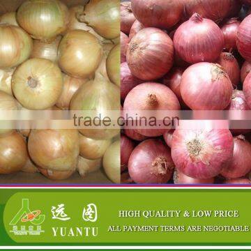 Fresh Onion Supplier Manufacturer photo-4