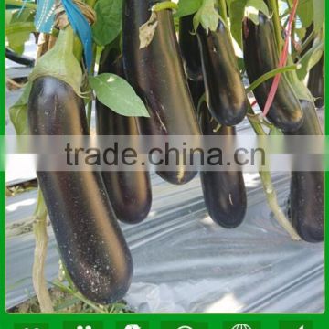 E19 Haifeng No.2 early maturity f1 hybrid black long eggplant seeds with green sepal