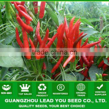 P21 Yanyang good fruit setting hot hybrid chilli seeds f1