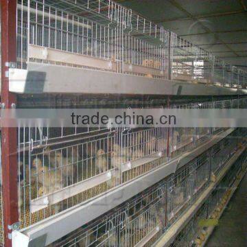 JinFeng H type chick cage 90/120/150 birds capacity