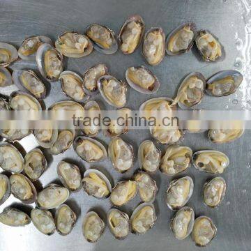 Japan Standard Whole Cooked Clam With Shell and Chemical Free photo-2
