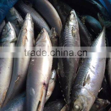 Sea Frozen Mackerel 500-750g 2016 photo-4