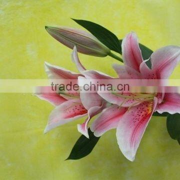 Best Selling Flower Adorable Fresh Cut Lily Mother's Day Gift Natural Lily From Yunnan photo-6