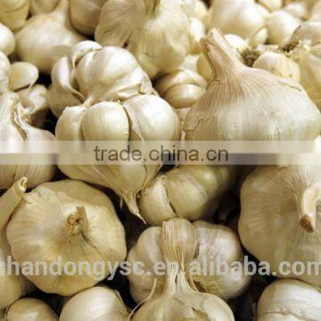 The Best Vegetable Product From China Fresh Garlic photo-6