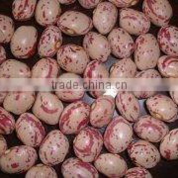 new crop light speckled kidney bean xinjiang origin