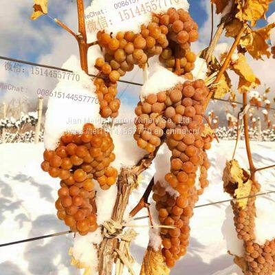 Ice Wine Wine Estate Ice Wine photo-3