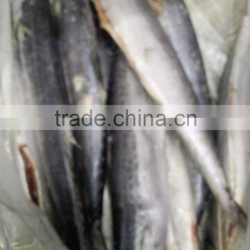 2015 Hung Frozen Spanish Mackerel Whole Gutted