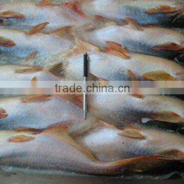 FROZEN WHOLE ROUND PANGASIUS