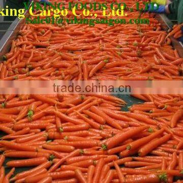 FRESH CARROT GOOD QUALITY FROM VIET NAM photo-3