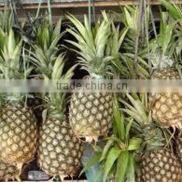 Suvimie Fresh Sri Lankan Pineapples